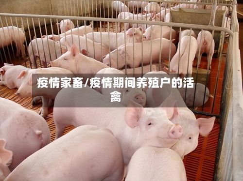 疫情家畜/疫情期间养殖户的活禽-第2张图片