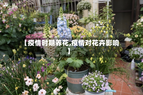 【疫情时期养花,疫情对花卉影响】