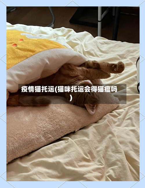疫情猫托运(猫咪托运会得猫瘟吗)