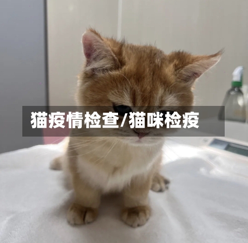 猫疫情检查/猫咪检疫