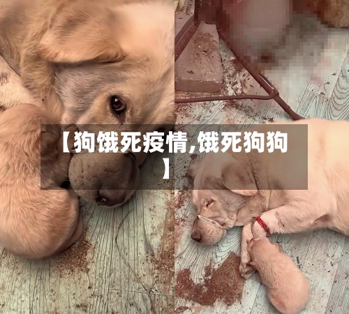 【狗饿死疫情,饿死狗狗】