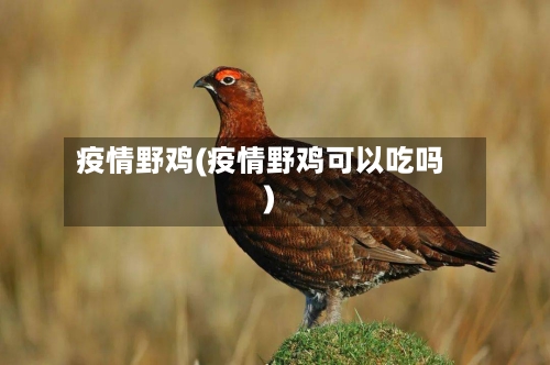 疫情野鸡(疫情野鸡可以吃吗)