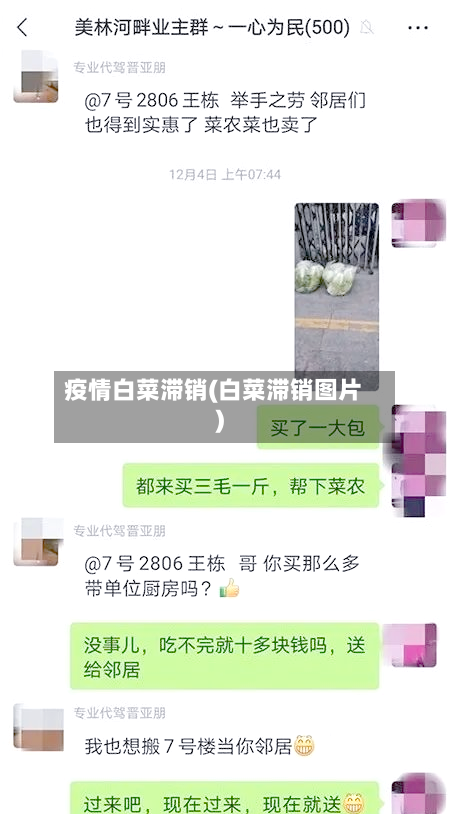 疫情白菜滞销(白菜滞销图片)
