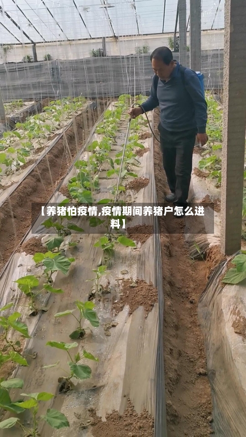 【养猪怕疫情,疫情期间养猪户怎么进料】