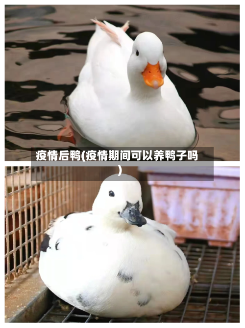 疫情后鸭(疫情期间可以养鸭子吗)
