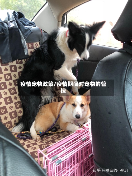 疫情宠物政策/疫情期间对宠物的管控