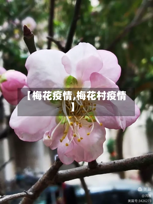 【梅花疫情,梅花村疫情】
