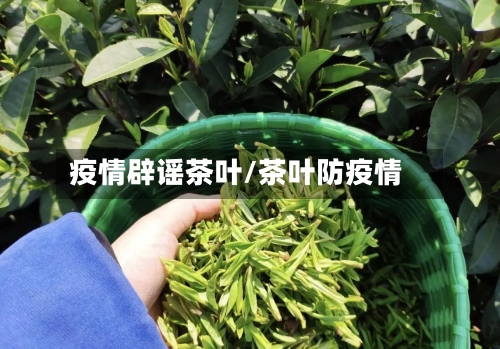 疫情辟谣茶叶/茶叶防疫情