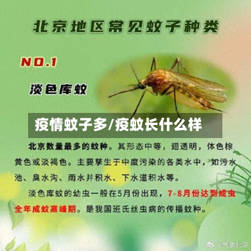 疫情蚊子多/疫蚊长什么样