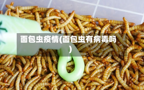 面包虫疫情(面包虫有病毒吗)
