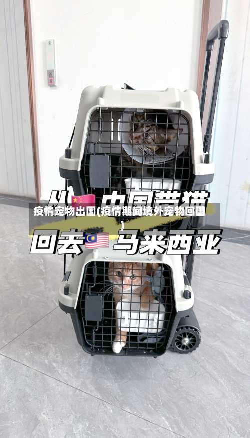 疫情宠物出国(疫情期间境外宠物回国)