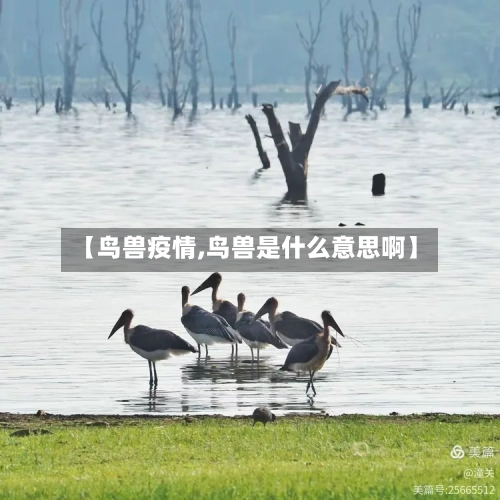 【鸟兽疫情,鸟兽是什么意思啊】