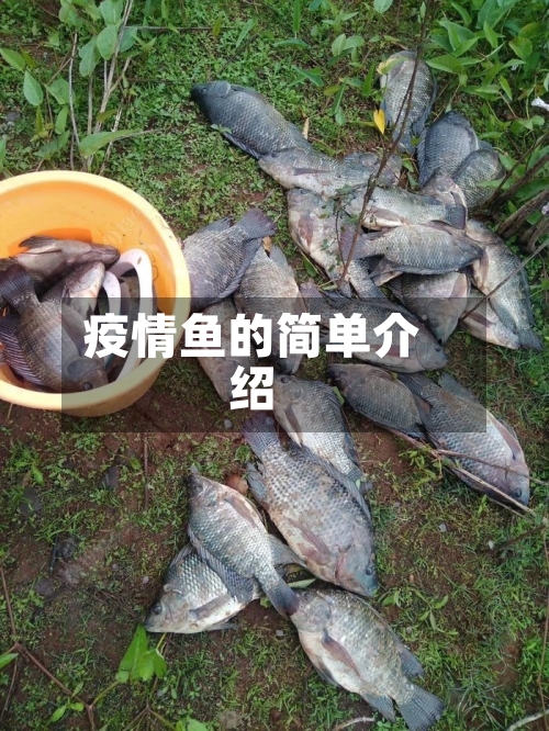疫情鱼的简单介绍