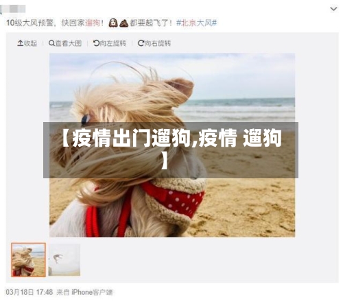 【疫情出门遛狗,疫情 遛狗】